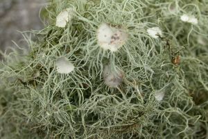 Usnea florida